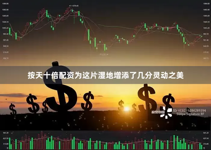 按天十倍配资为这片湿地增添了几分灵动之美