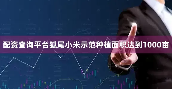 配资查询平台狐尾小米示范种植面积达到1000亩